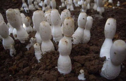 鸡腿菇栽培严防鸡爪菌 石灰与石膏一步到位防治实用指南